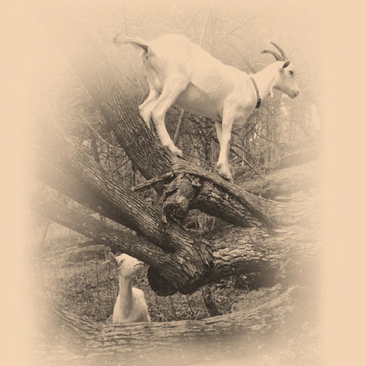 Birthday Goats