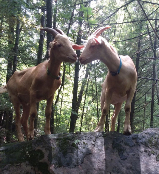Kissing Goats