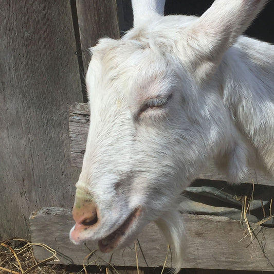 A Pensive Goat