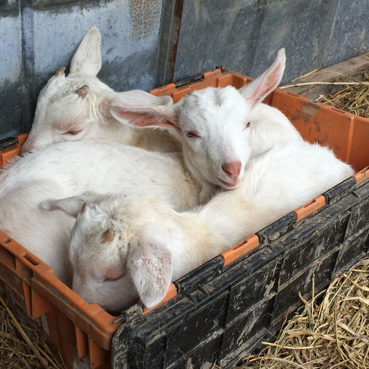 Three Little Kids