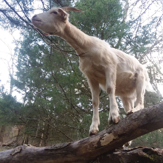 Tree Goat