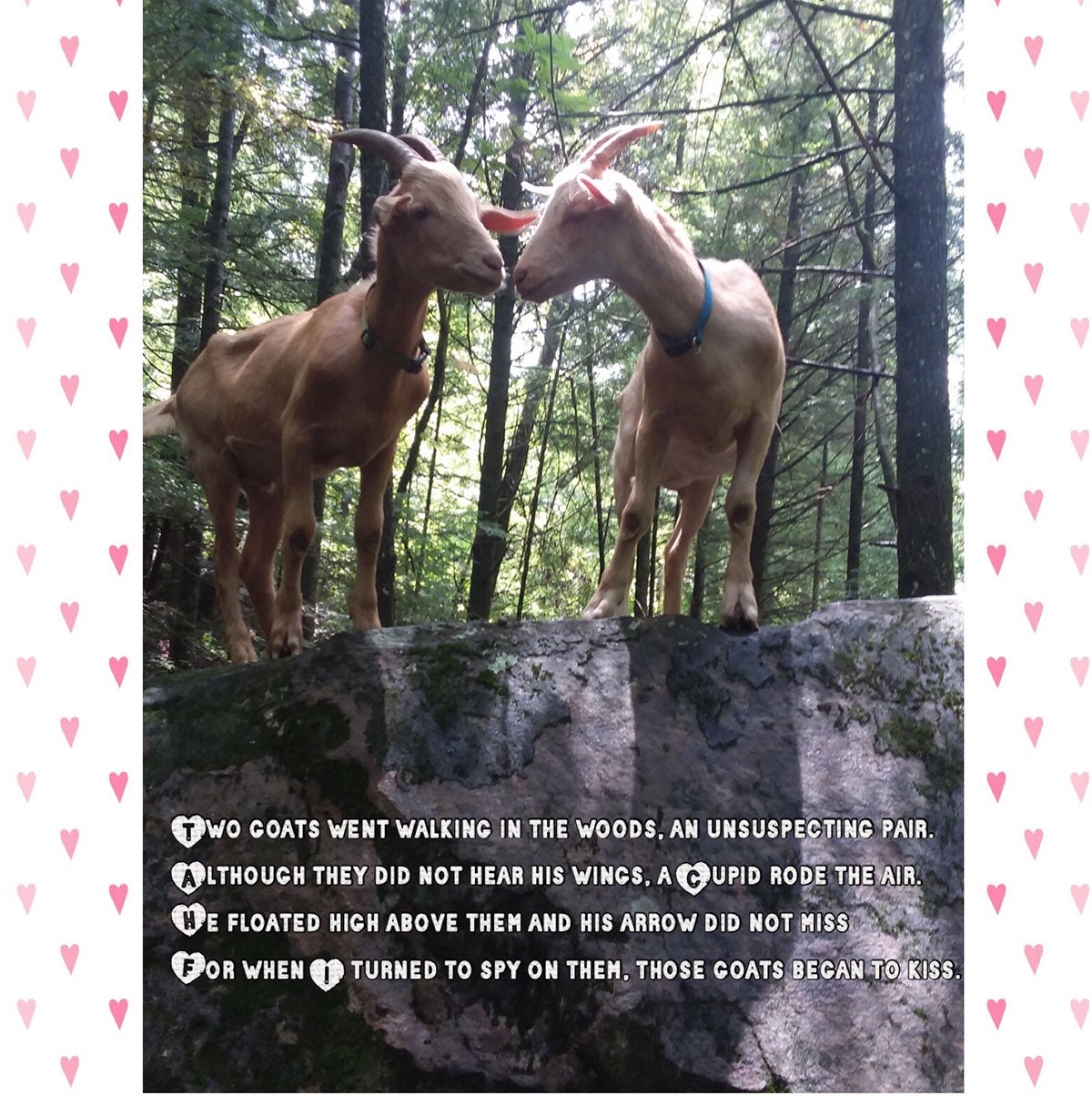 50 shades of goat