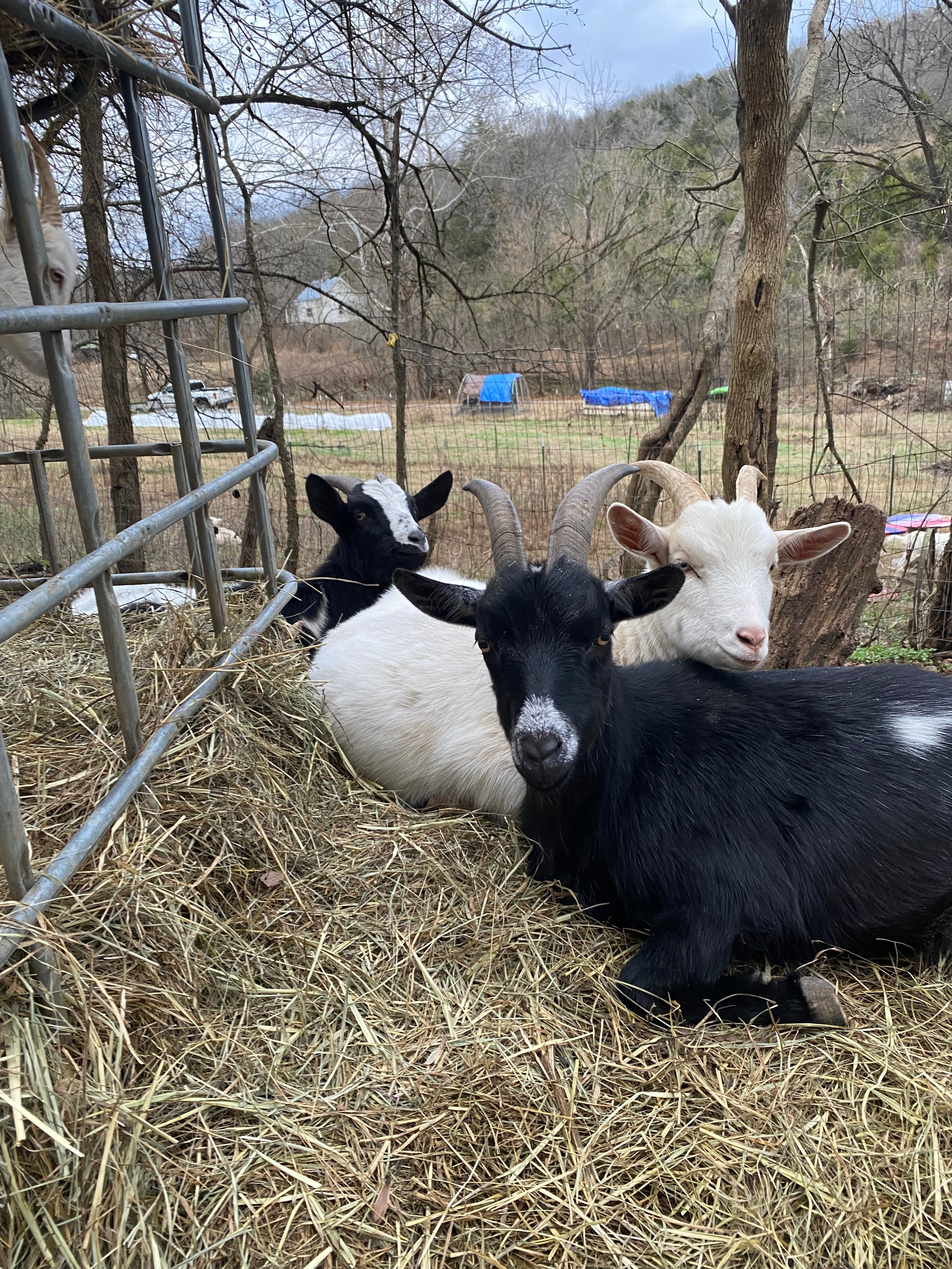 Why Handmade Goat Milk Soap Actually Works (From a Goat Farm That Live ...