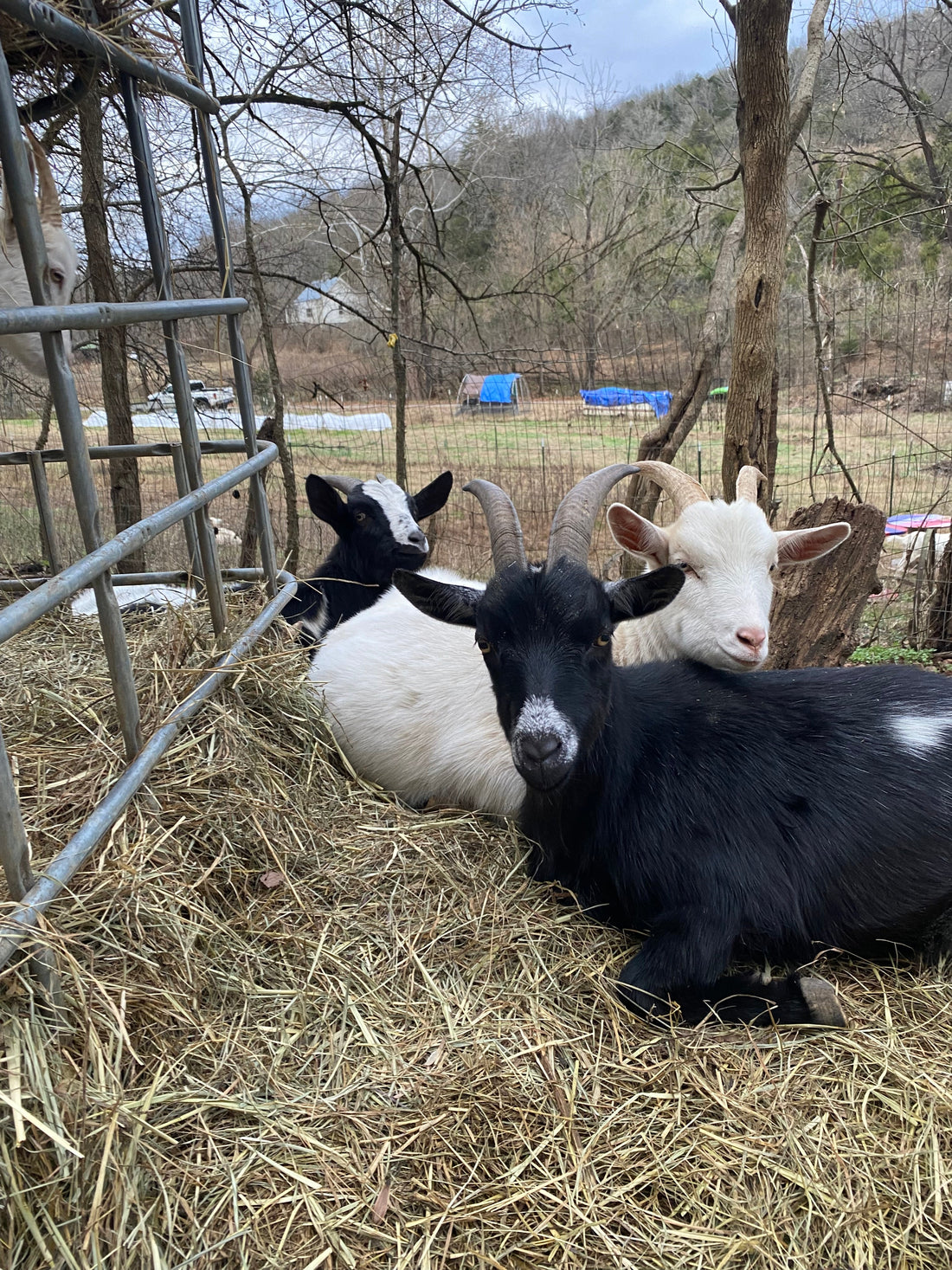 Why Handmade Goat Milk Soap Actually Works (From a Goat Farm That Lives It Every Day)