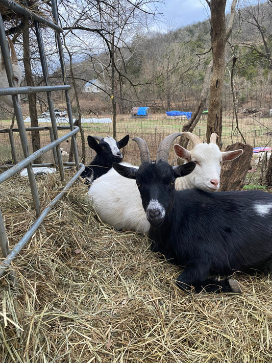 Why Handmade Goat Milk Soap Actually Works (From a Goat Farm That Lives It Every Day)
