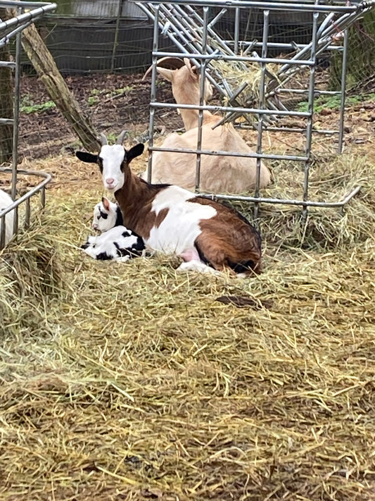 How Goat Milk Soap Grows from Farm to Shower
