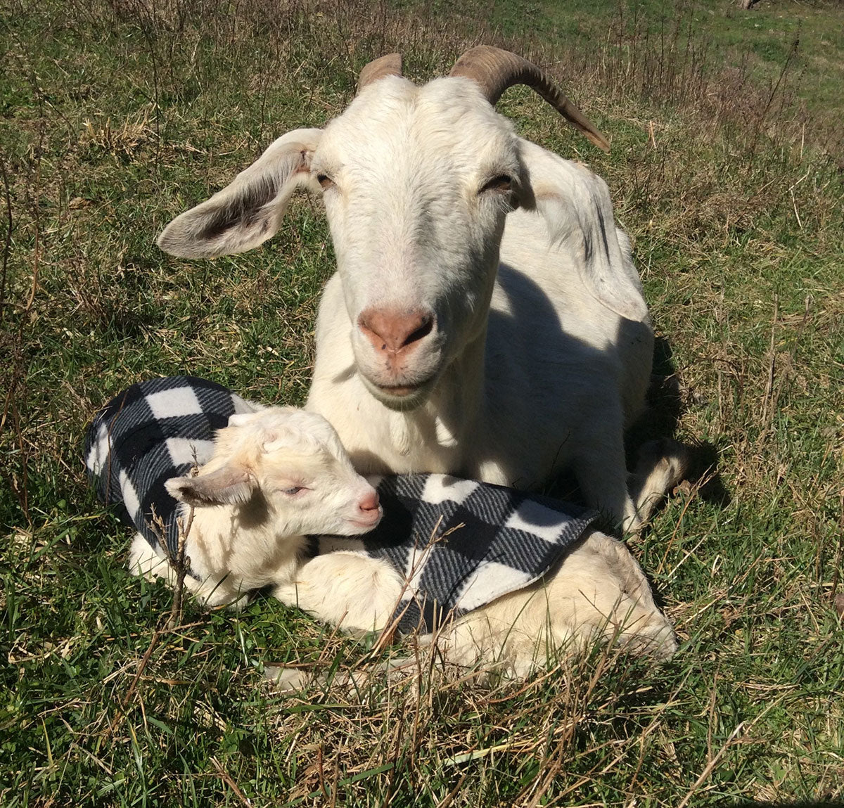 Two New Babies – Quarter Spring Farm