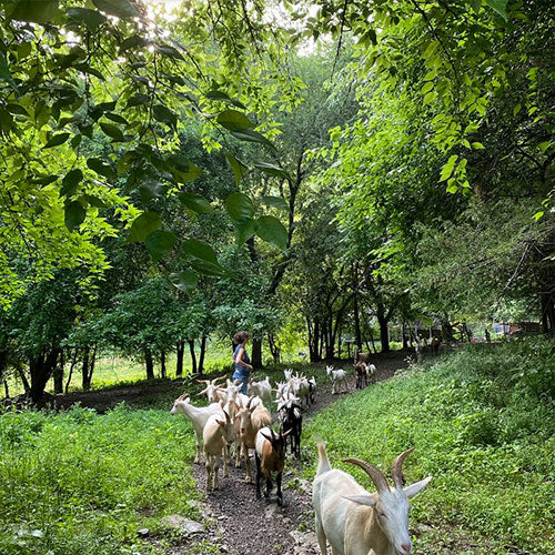 Goat Hikes